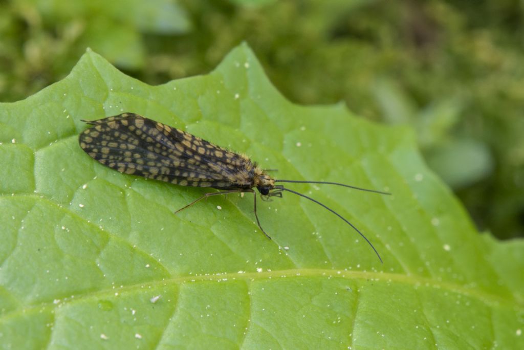 Philopotamidae: Philopotamus sp.