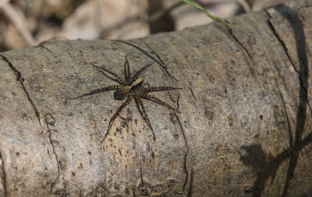 Lycosidae: Pardosa sp. - Appennino toscano (Lucchesia)