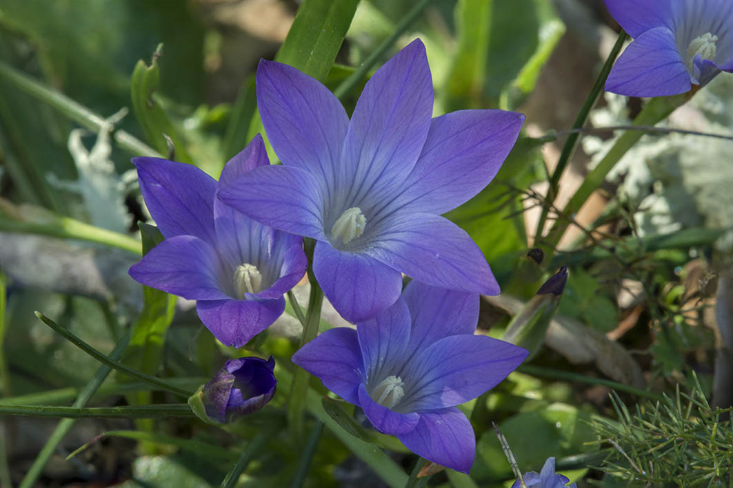 Romulea ligustica / Zafferanetto ligure