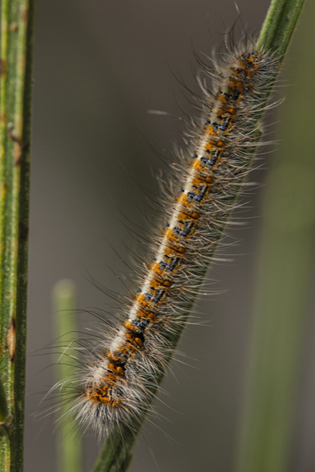 Identificazione bruco - Lasiocampa (Lasiocampa) quercus, Lasiocampidae