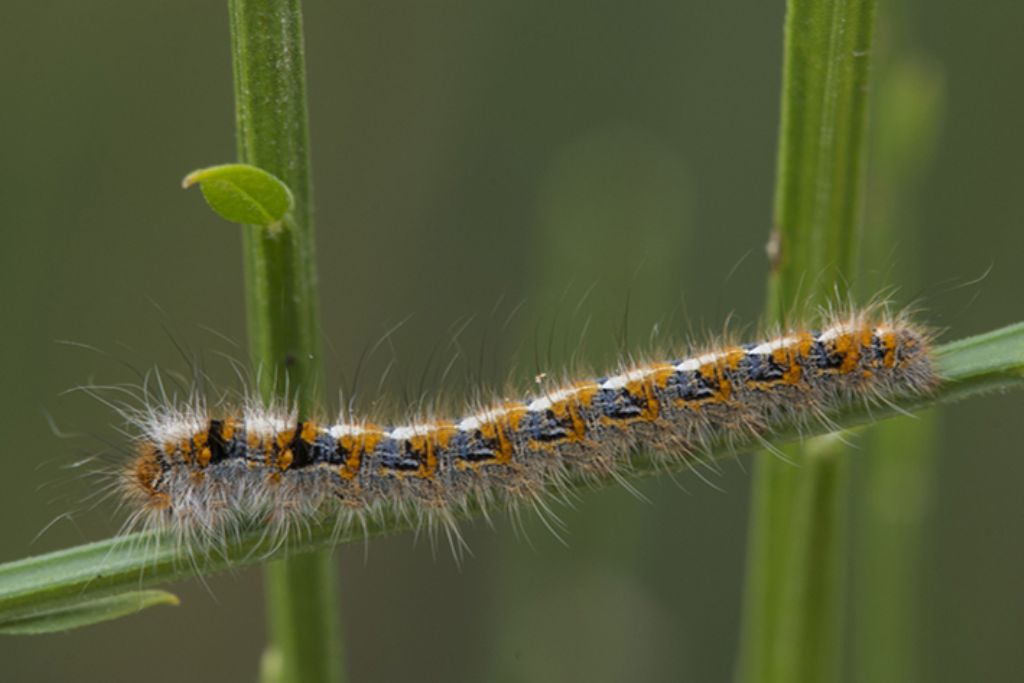 Identificazione bruco - Lasiocampa (Lasiocampa) quercus, Lasiocampidae