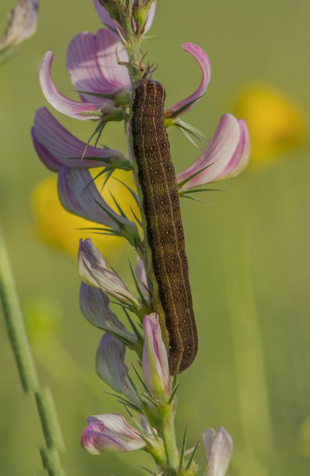 Bruco di  Chloantha hyperici  (Noctuidae)