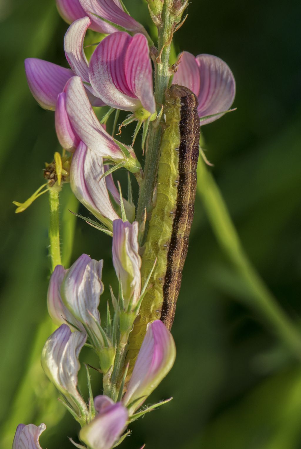 Bruco di  Chloantha hyperici  (Noctuidae)