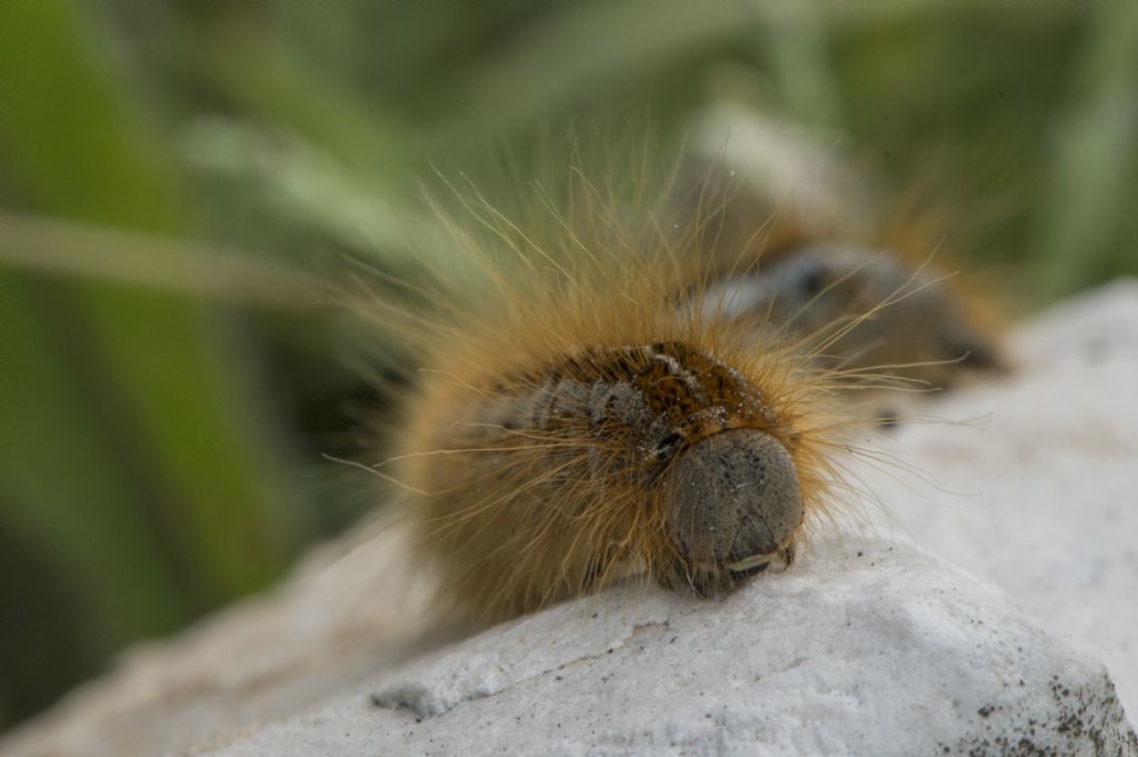 Bruco di Malacosoma (Clisiocampa) castrense  (Lasiocampidae)