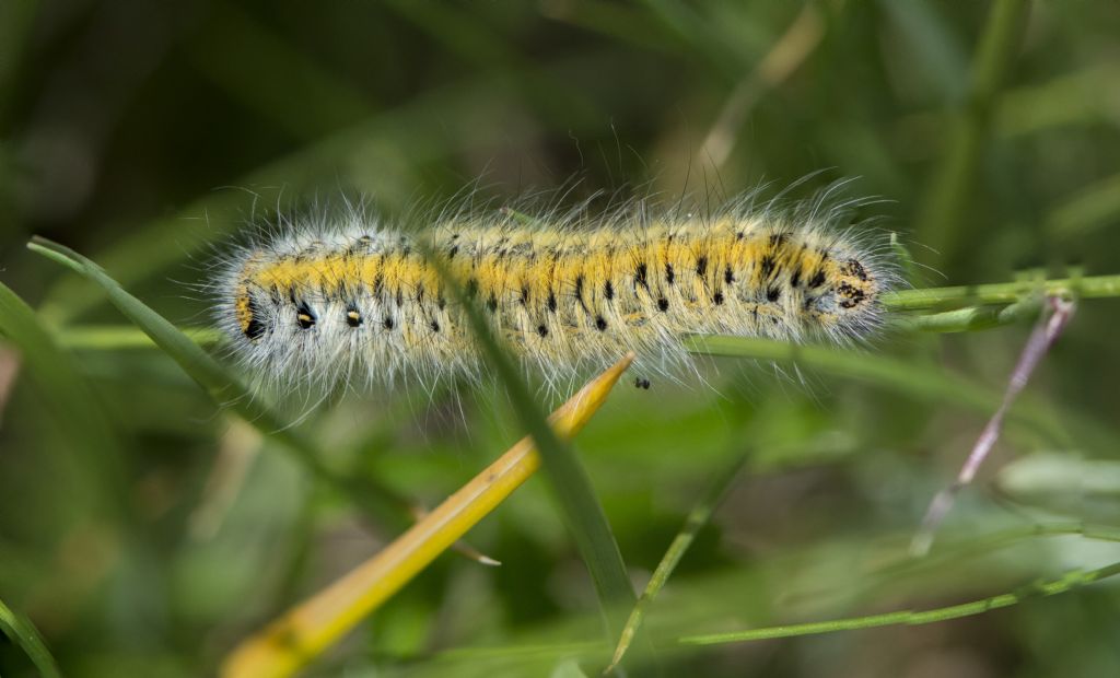 Bruco di Lasiocampa (Pachygastria) trifolii (Lasiocampidae)