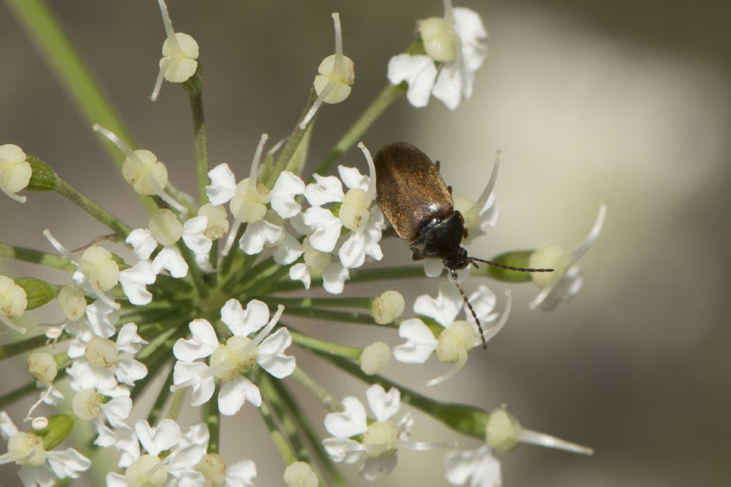 cfr. Isomira sp. (Tenebrionidae Alleculinae)