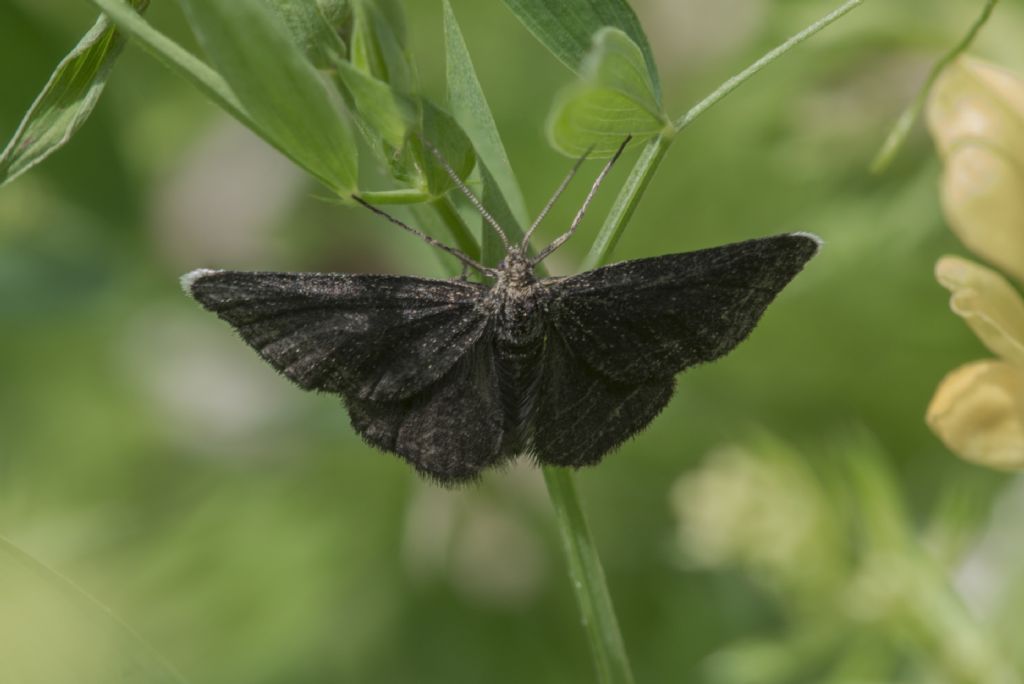 Da determinare: Odezia atrata - Geometridae