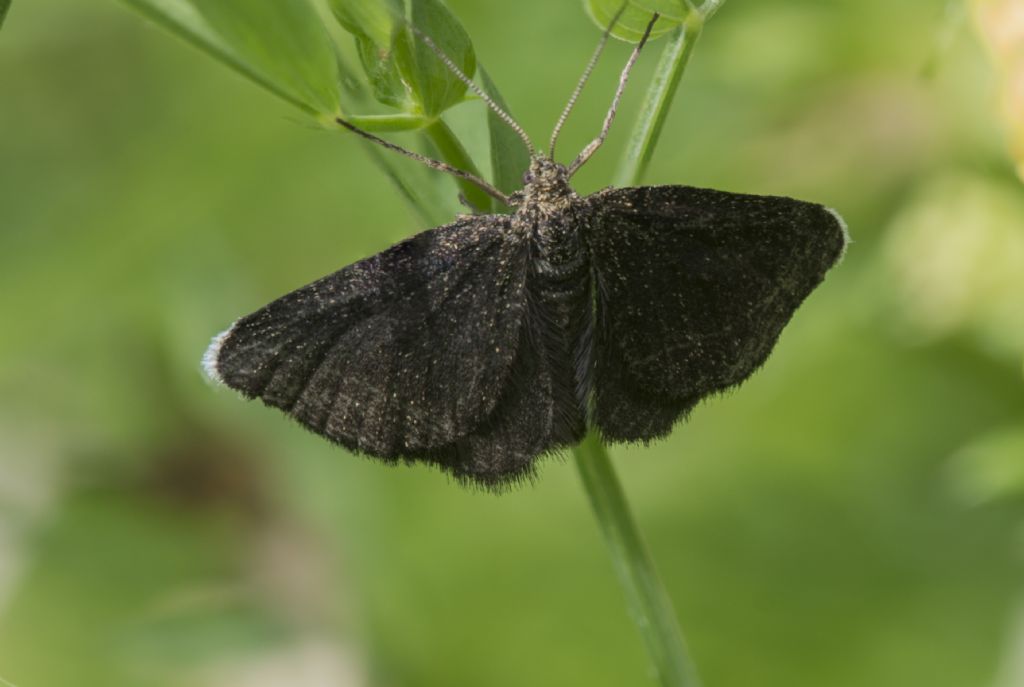 Da determinare: Odezia atrata - Geometridae