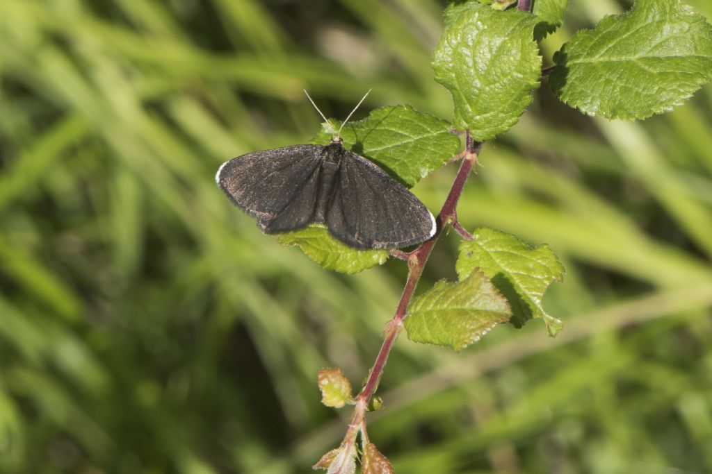 Da determinare: Odezia atrata - Geometridae