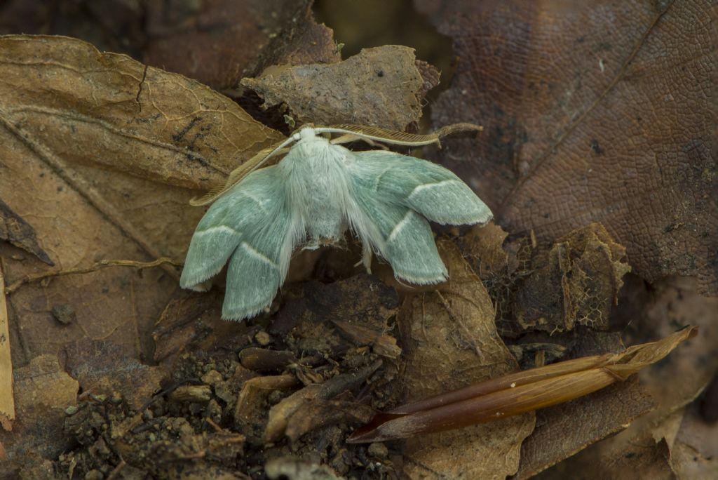 Da det  Grazie: Cfr. Campaea margaritaria - Geometridae