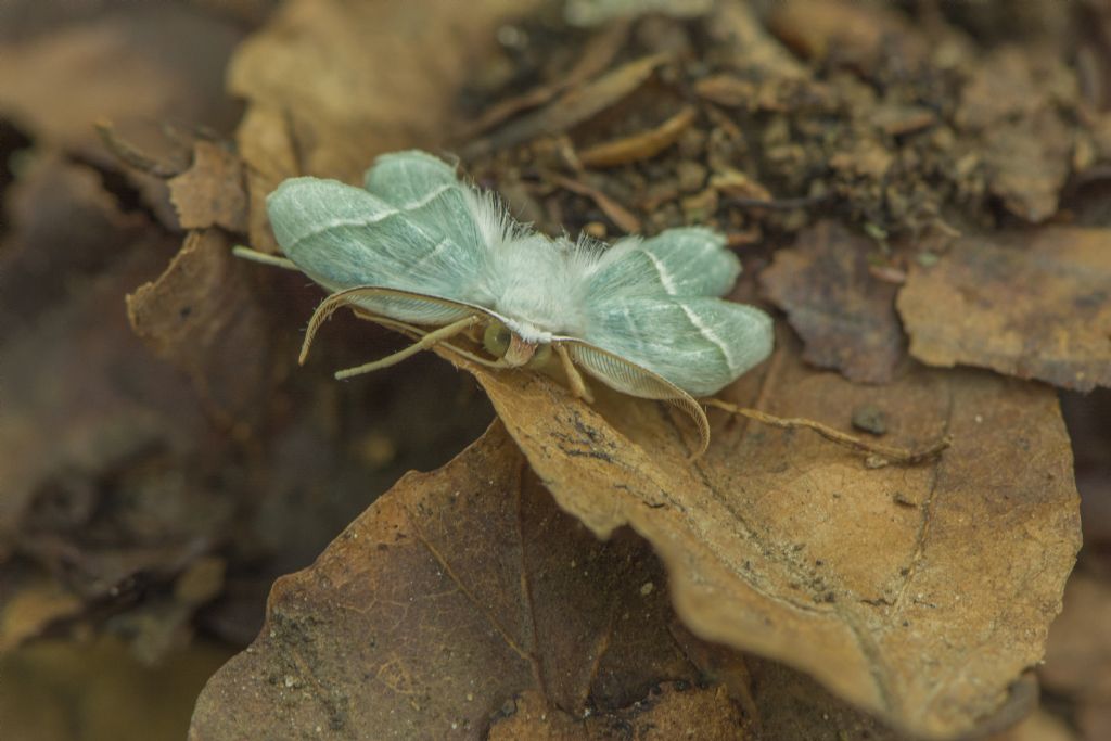 Da det  Grazie: Cfr. Campaea margaritaria - Geometridae