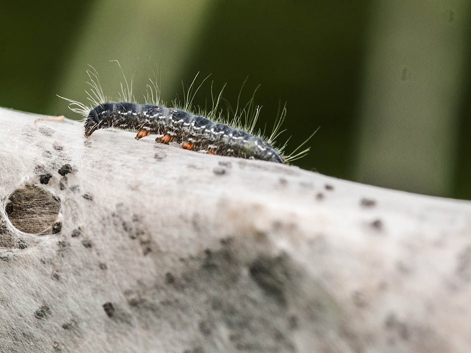 Piccoli bruchi da id - Eriogaster (Eriogaster) lanestris