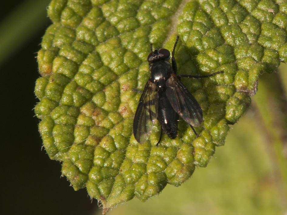 Melanophora roralis (Rhinophoridae)