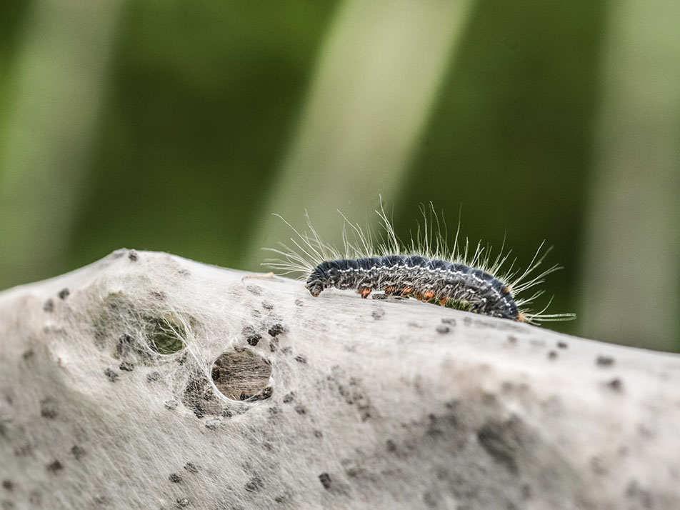 Piccoli bruchi da id - Eriogaster (Eriogaster) lanestris