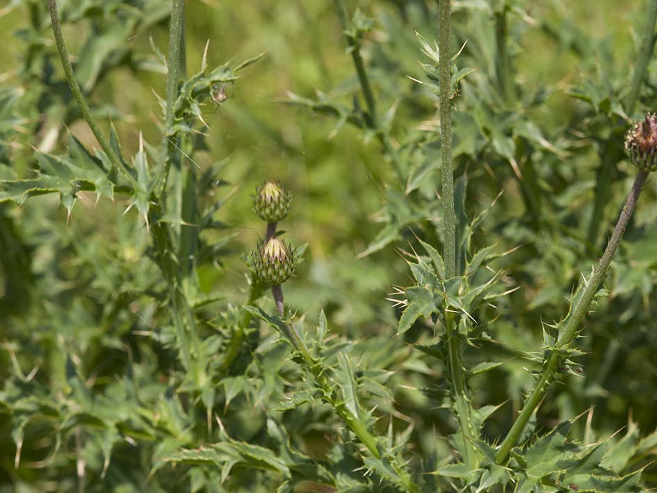 Carduus defloratus subsp. carlinifolius / Cardo alpino