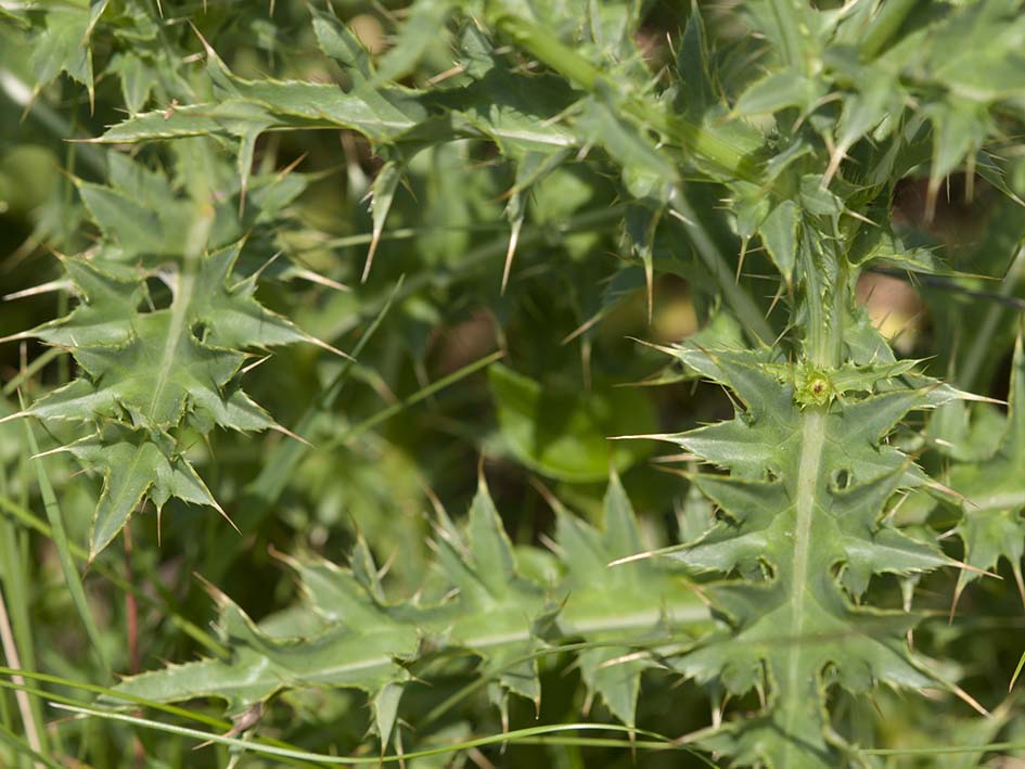 Carduus defloratus subsp. carlinifolius / Cardo alpino