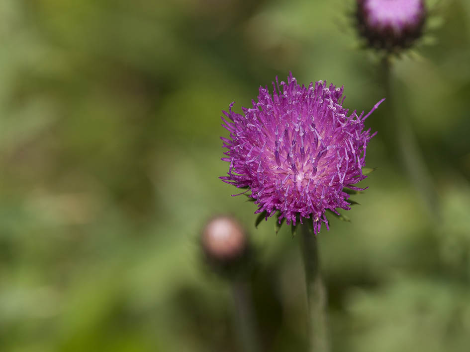 Carduus defloratus subsp. carlinifolius / Cardo alpino