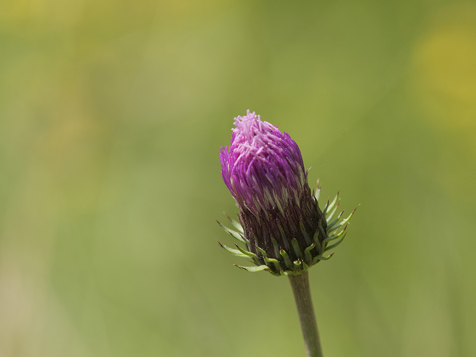 Carduus defloratus subsp. carlinifolius / Cardo alpino