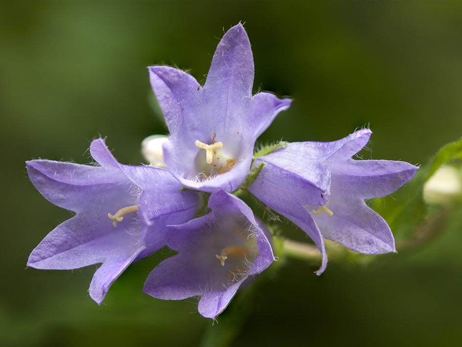 Campanula trachelium / Campanula selvatica