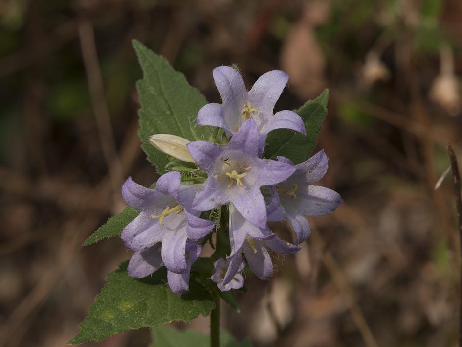 Campanula trachelium / Campanula selvatica