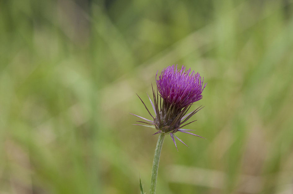 Carduus carlinifolius