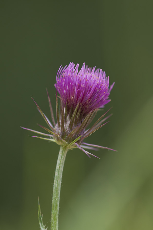 Carduus carlinifolius