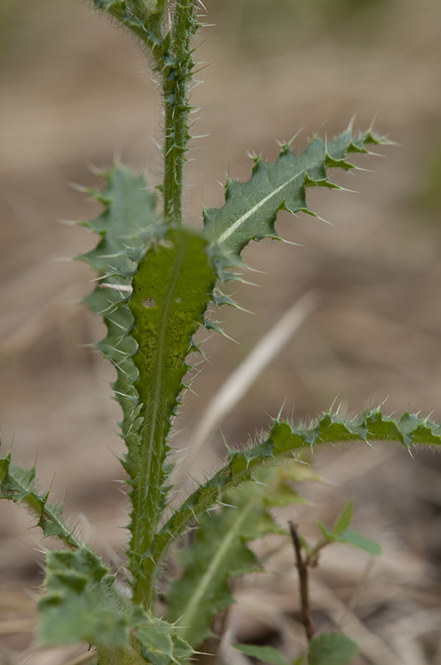 Carduus carlinifolius