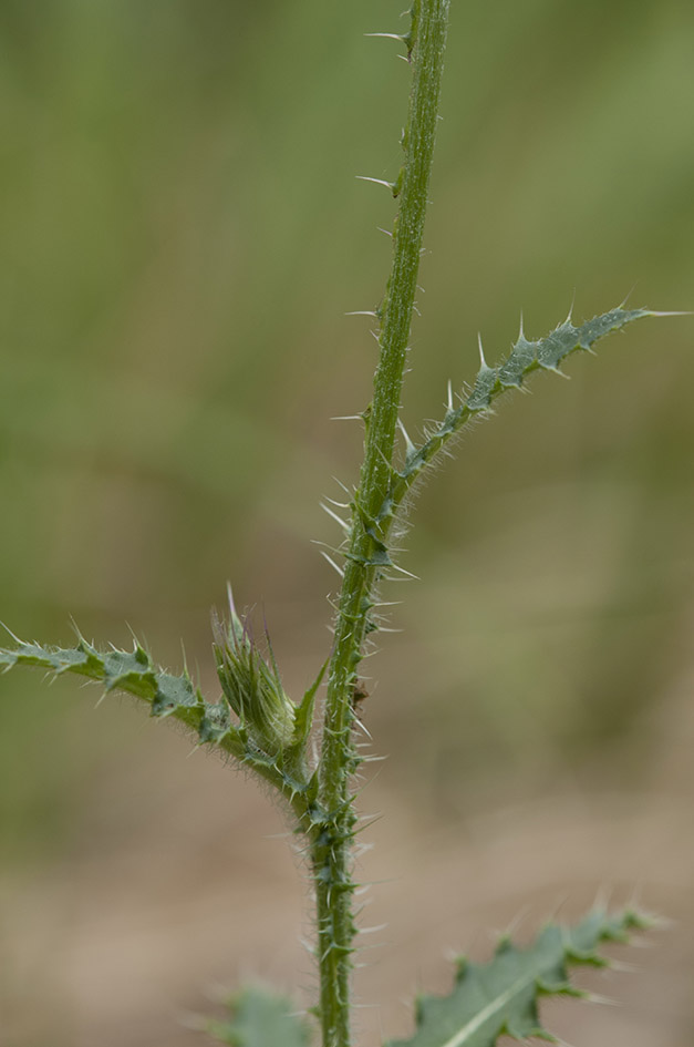 Carduus carlinifolius