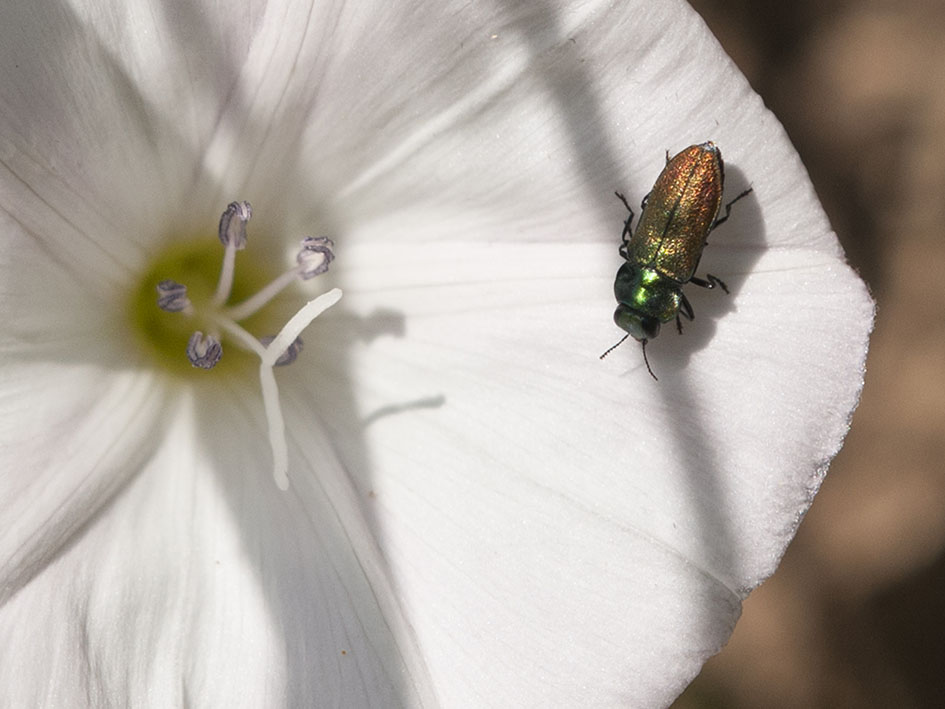 Anthaxia thalassophila - Buprestidae