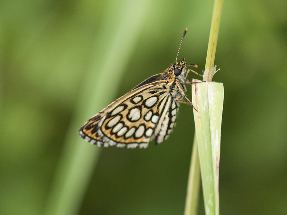 Non resco a determinarla: Heteropterus morpheus