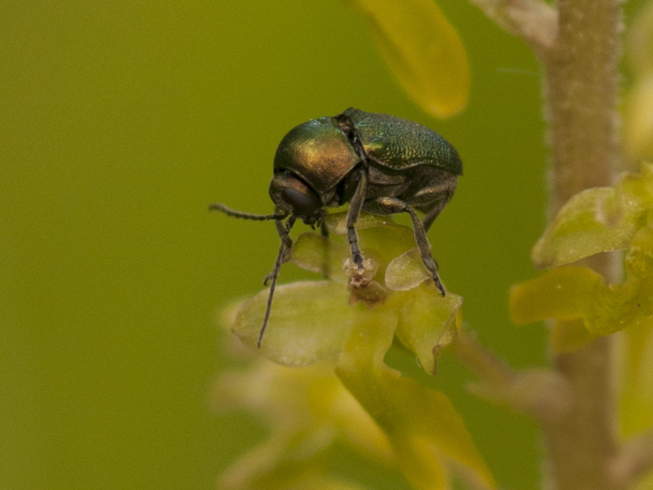 Cryptocephalus sp.  (Chrysomelidae)