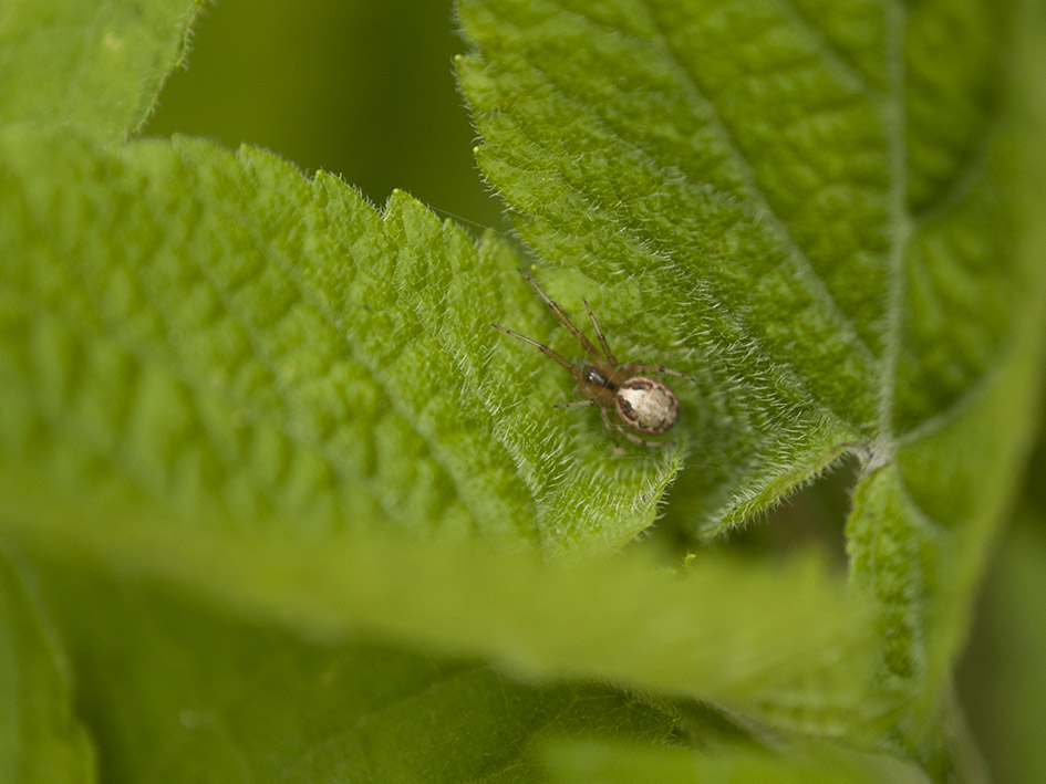 Zygiella sp. - Alpi Apuane