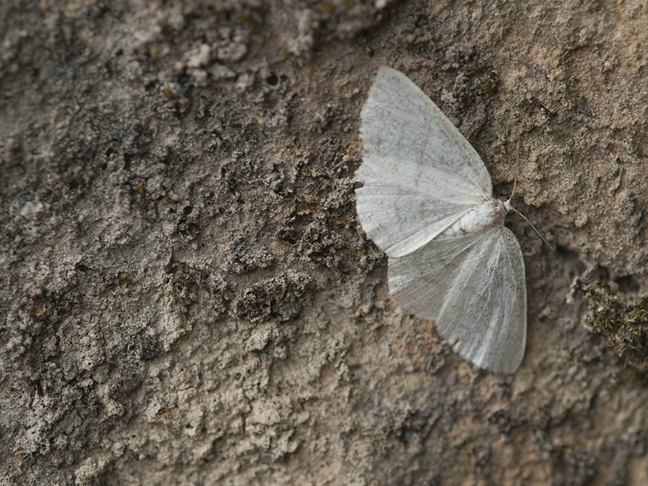 Possibile Cabera pusaria? S