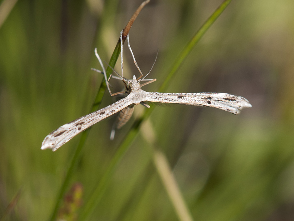 Pterophoridae da identificare