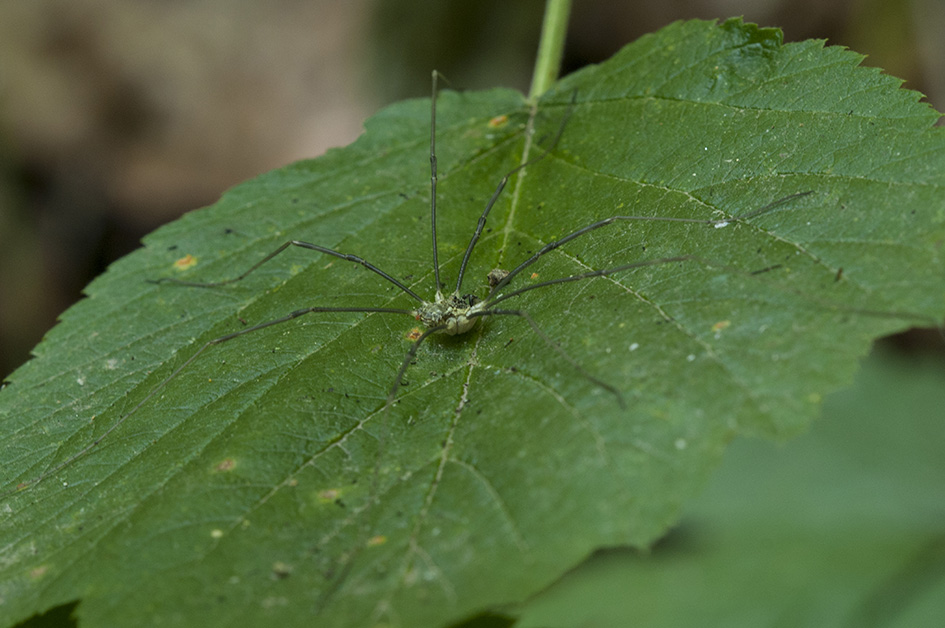 Phalangium sp.