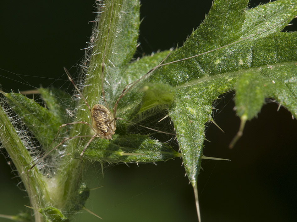 Opilio canestrini e Leiobunum cfr. tisciae