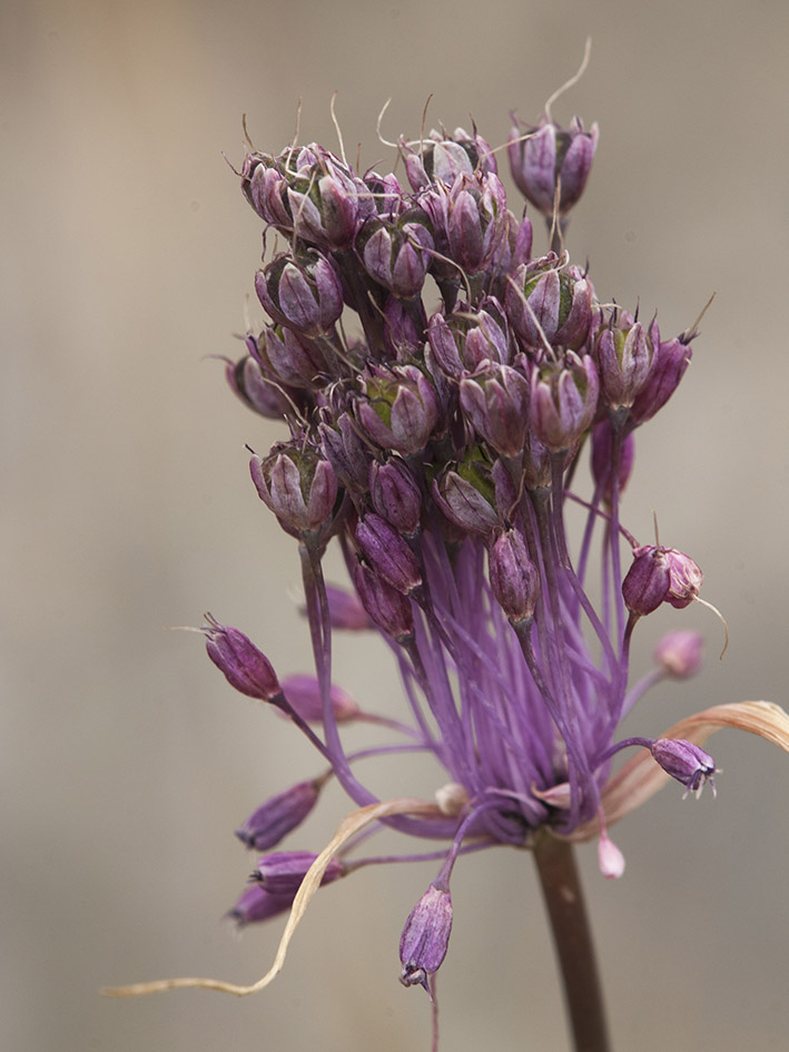 Allium carinatum subsp. pulchellum / Aglio grazioso