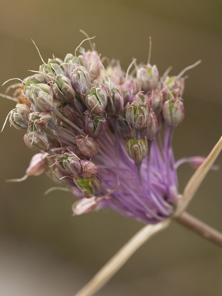 Allium carinatum subsp. pulchellum / Aglio grazioso