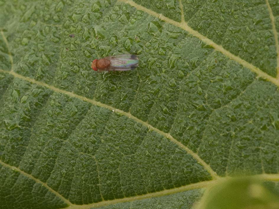 Drosophila suzukii maschio (Drosophilidae)