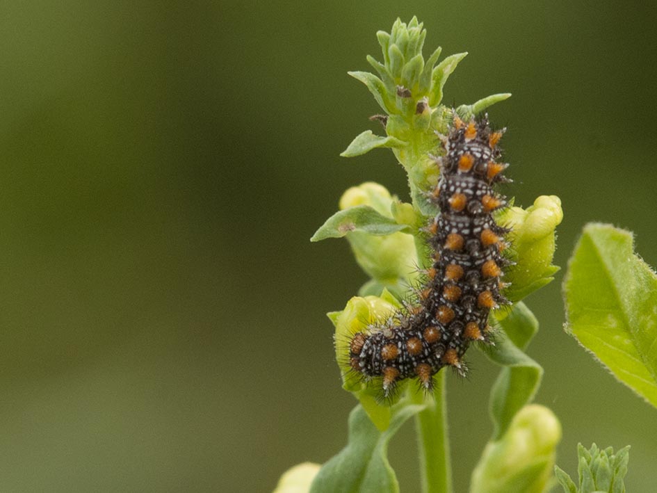 Melitaea didyma ?