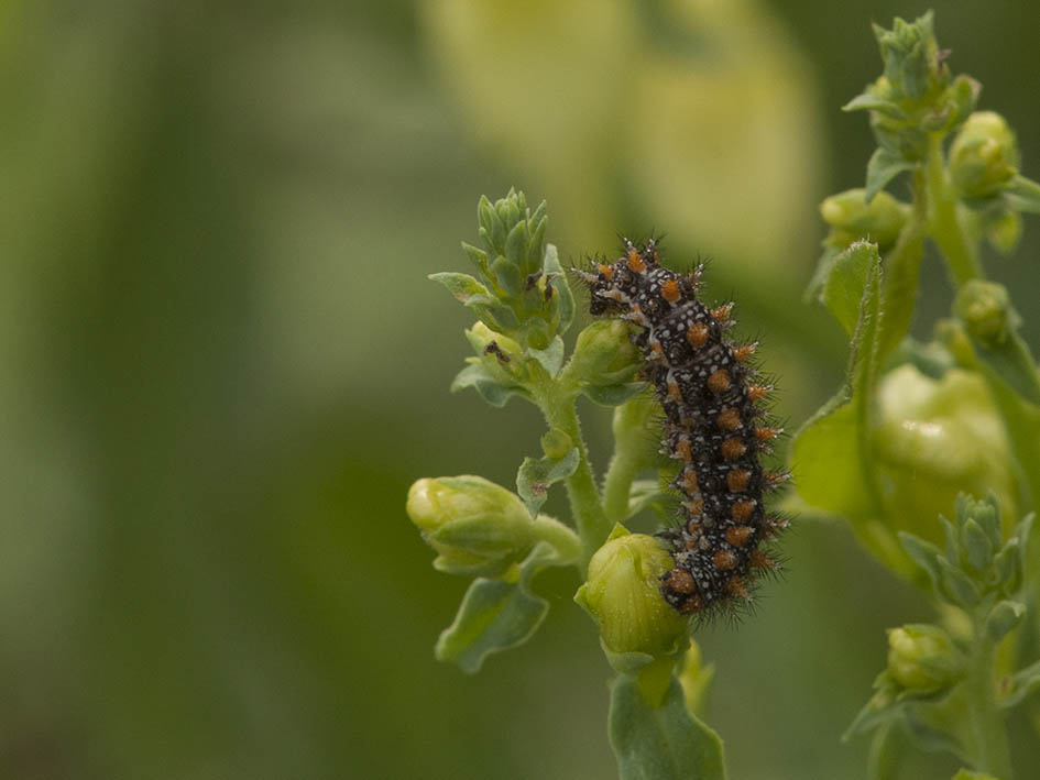 Melitaea didyma ?