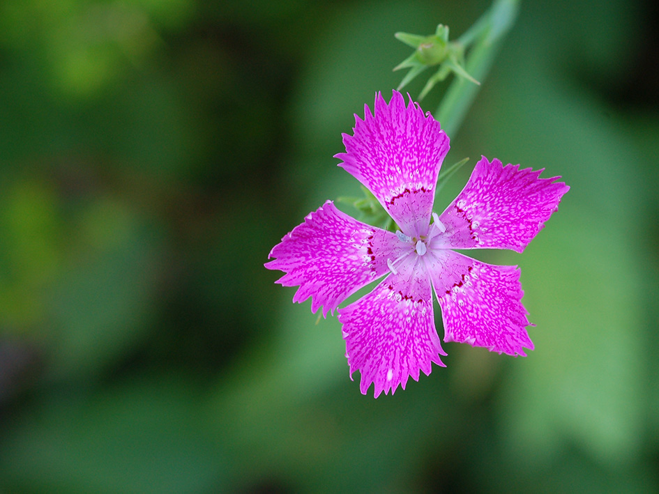 Dianthus seguierii / Garofano di Seguier