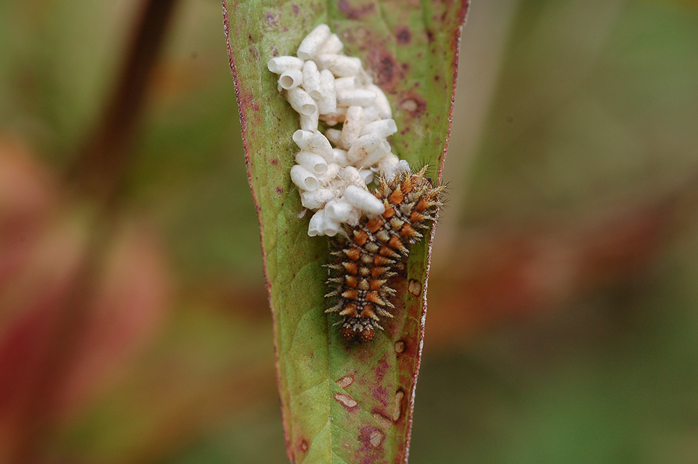 Bruco da ID - Melitaea didyma