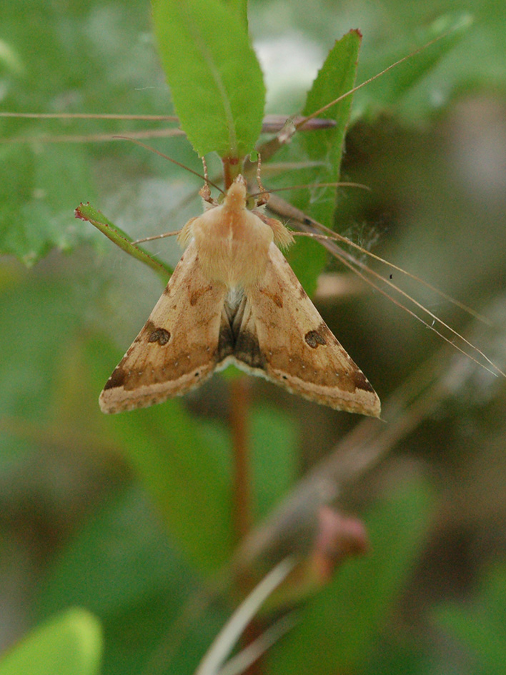 Noctuidae da ID - Heliothis peltigera