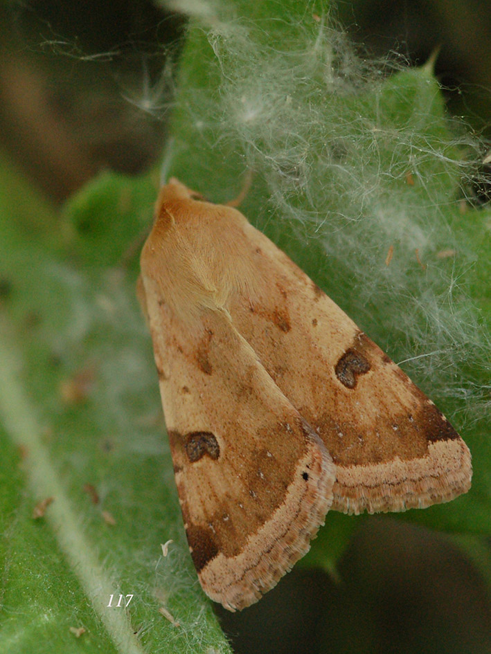 Noctuidae da ID - Heliothis peltigera