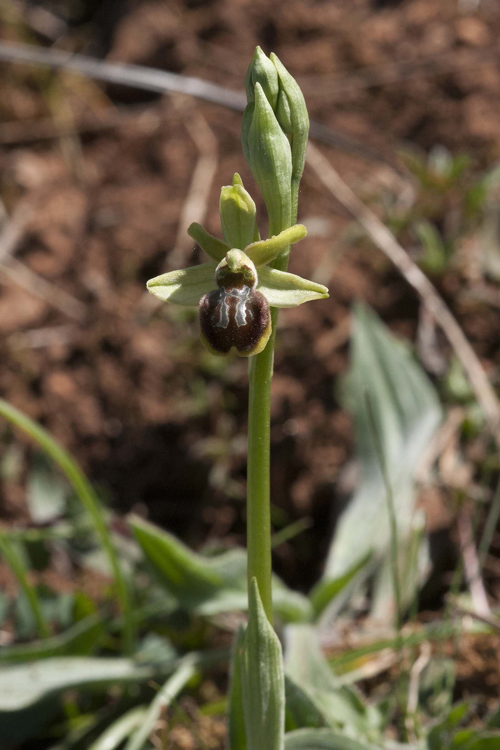 Ophrys  da classificare