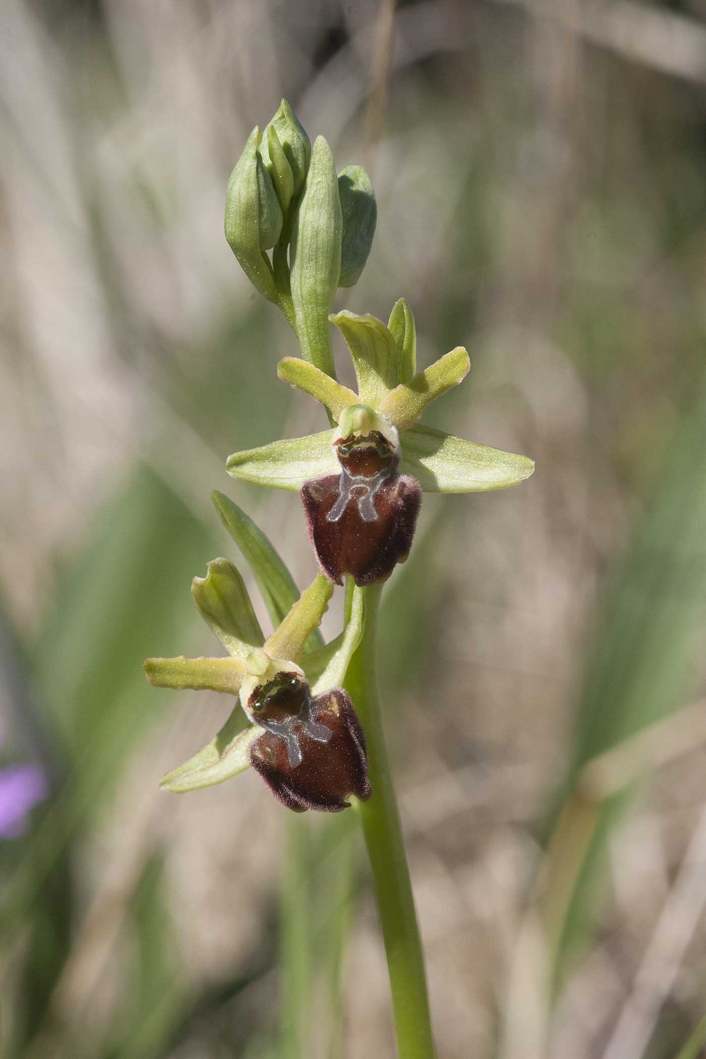 Ophrys  da classificare