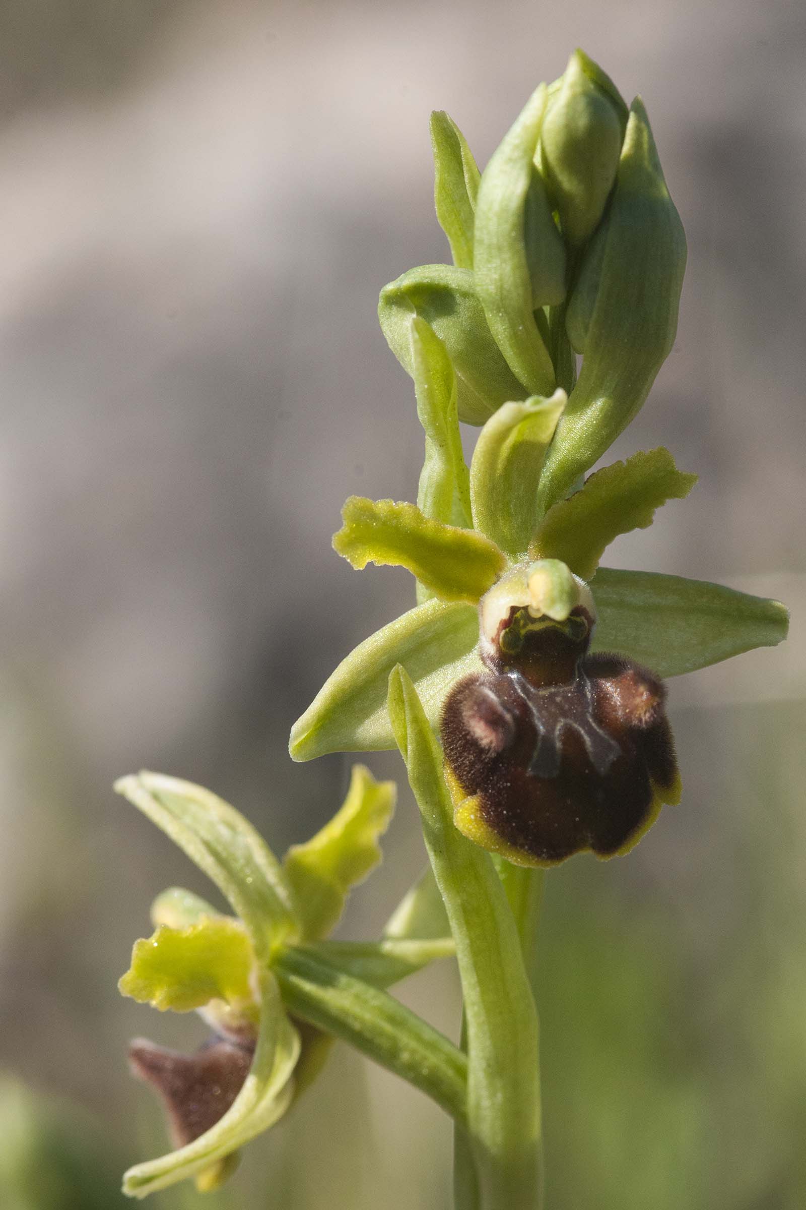 Ophrys  da classificare