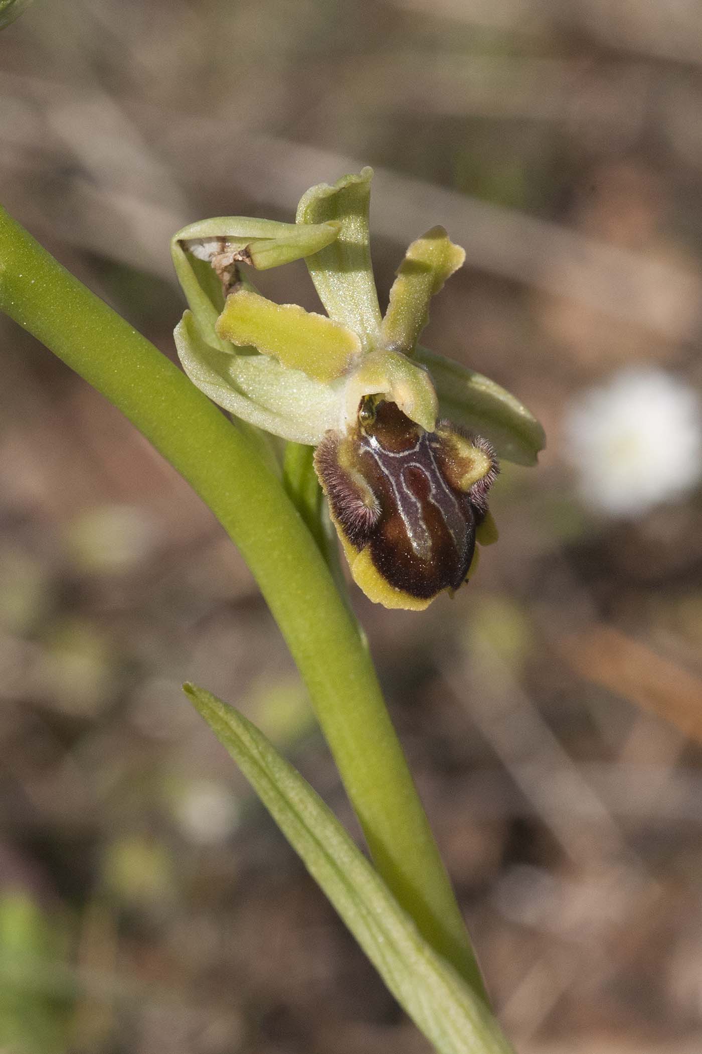 Ophrys  da classificare