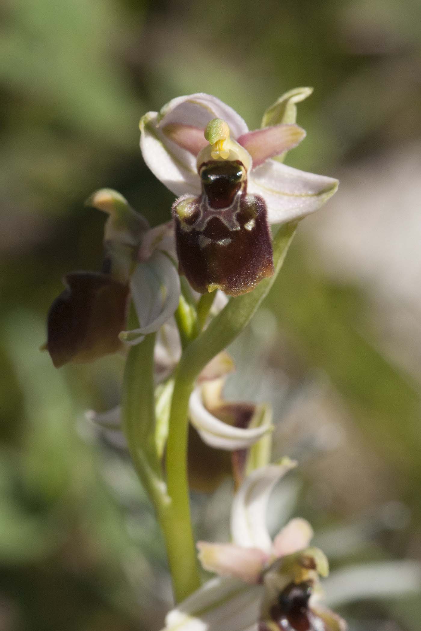 Ophrys  da classificare